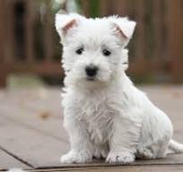 munozwestiecompanion